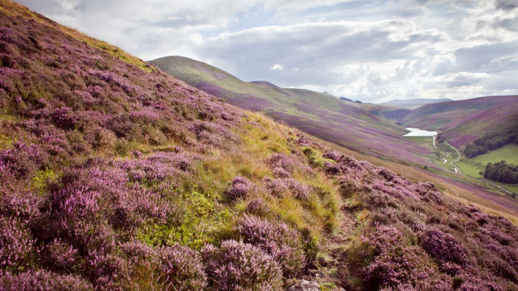 scotland-wales-estate-agency-crm