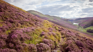 scotland-wales-estate-agency-crm