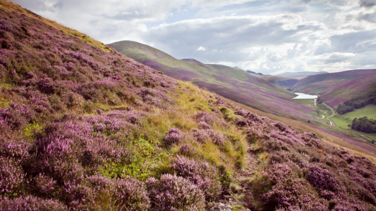 scotland-wales-estate-agency-crm